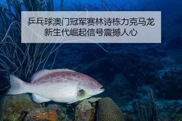 ping-pang-qiu-ao-men-guan-jun-sai-lin-shi-dong-li-ke-ma-long-xin-sheng-dai-jue-qi-xin-hao-zhen-han-ren-xin-3-398.jpg